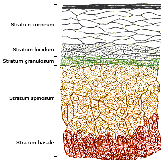 layers of the skin